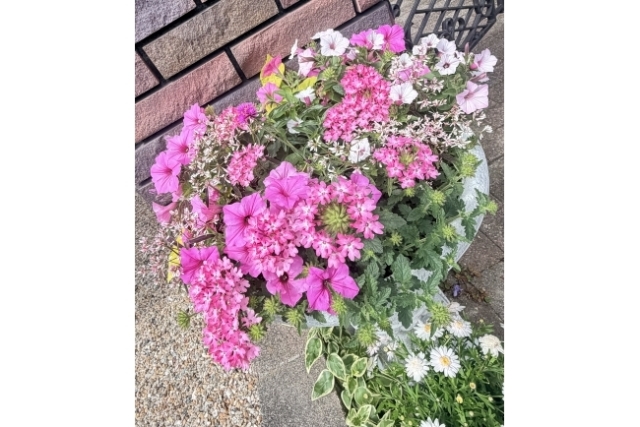 お庭のお花たちが咲きました❗️